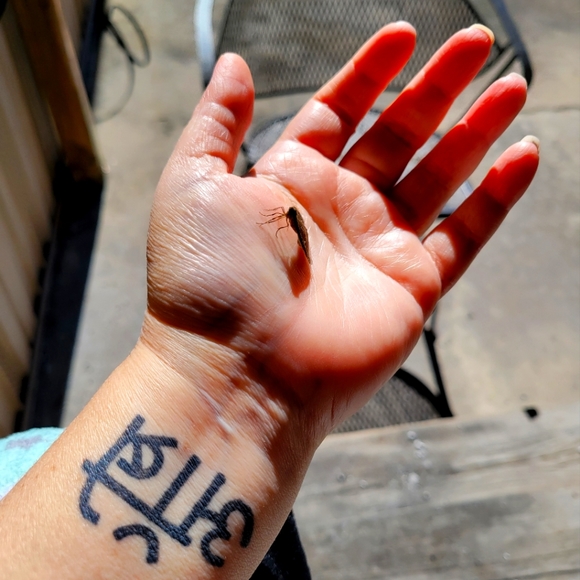 Meet your Posher, Courtney - Picture 3 of 4